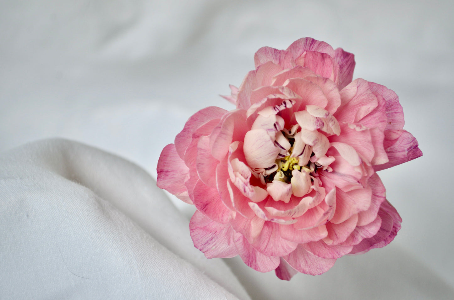 PINK RANUNCULUS