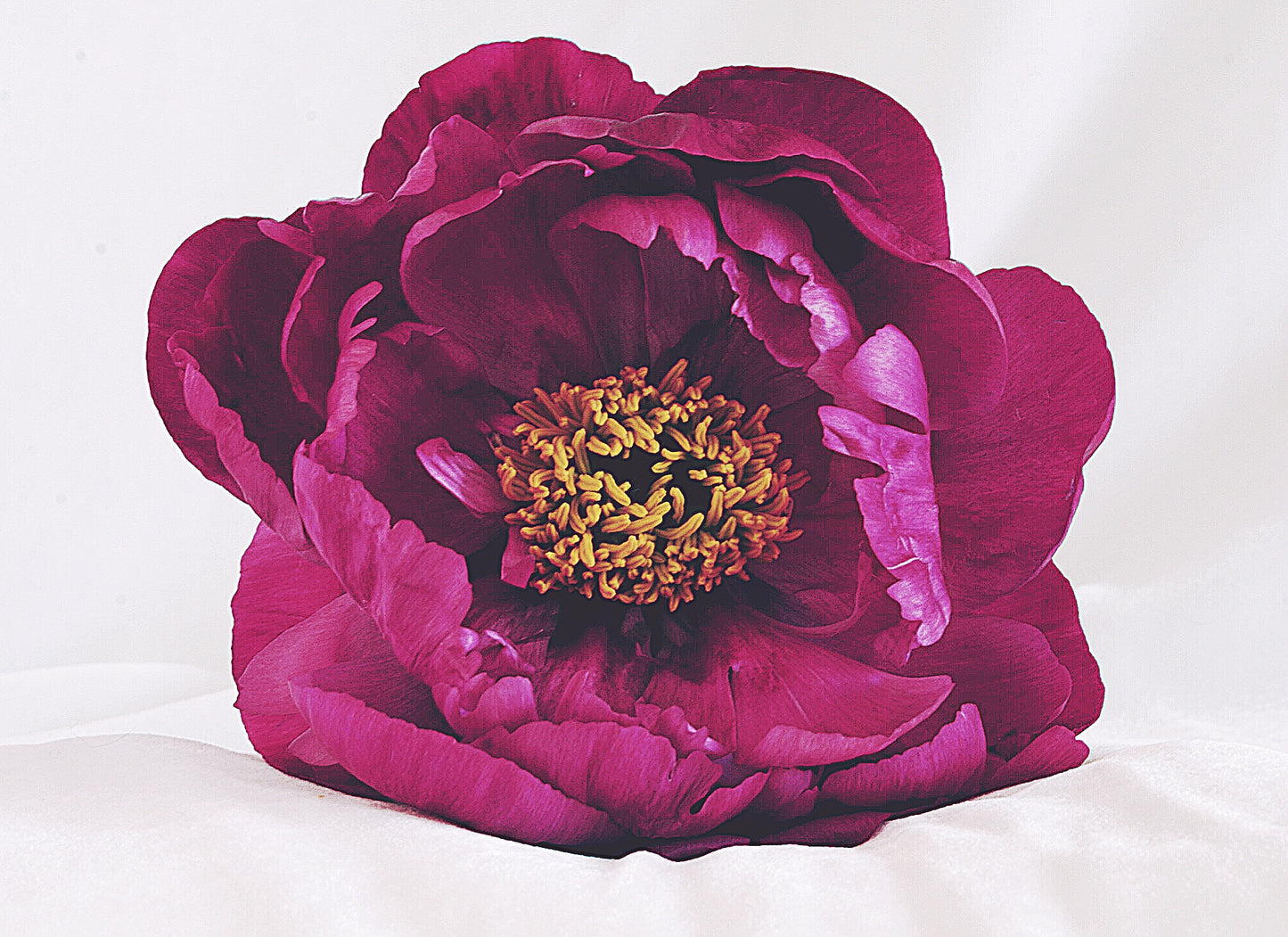 DEEP PEONY